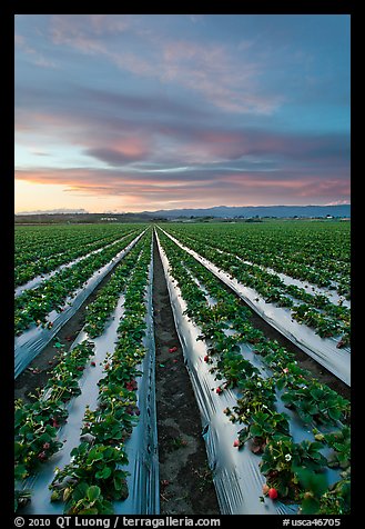 Strawberry plasticulture, sunset. Watsonville, California, USA