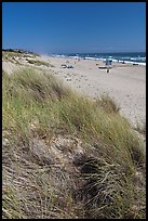 Dune grass, palm beach. Watsonville, California, USA