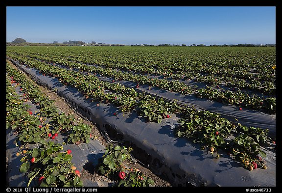Cultivation of strawberries using plasticulture. Watsonville, California, USA (color)