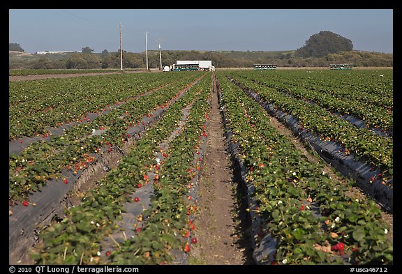 Strawberry farm. Watsonville, California, USA
