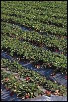 Strawberry crops on raised beds. Watsonville, California, USA (color)
