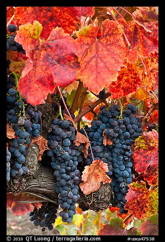 Red wine grapes on vine in fall. Napa Valley, California, USA
