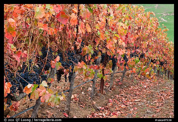 Row of wine grapes in autumn. Napa Valley, California, USA
