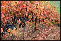 Row of wine grapes in autumn. Napa Valley, California, USA ( color)