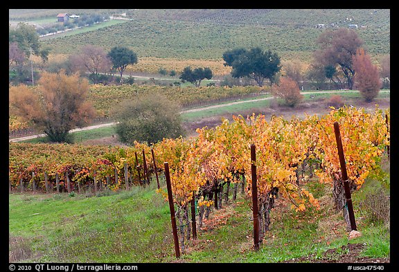 Vineyard landscape in autumn. Napa Valley, California, USA