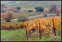 Vineyard landscape in autumn. Napa Valley, California, USA ( color)