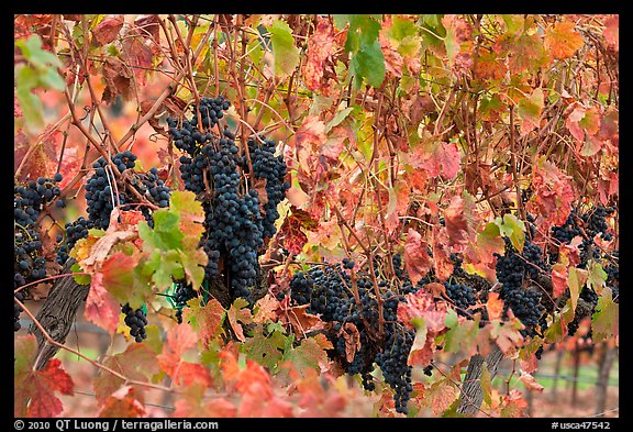 Grape and red grape leaves on vine in fall vineyard. Napa Valley, California, USA