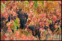 Grape and red grape leaves on vine in fall vineyard. Napa Valley, California, USA ( color)