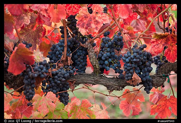 Grapes and red leaves on vine in fall. Napa Valley, California, USA