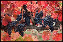 Grapes and red leaves on vine in fall. Napa Valley, California, USA ( color)