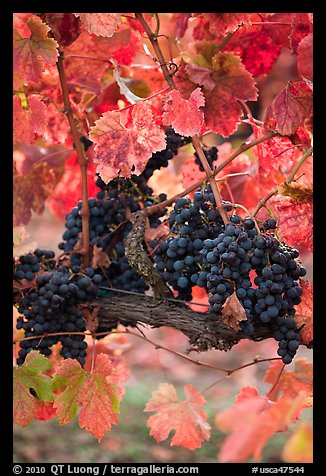 Vine with wine grapes and red leaves in autumn. Napa Valley, California, USA