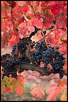 Vine with wine grapes and red leaves in autumn. Napa Valley, California, USA ( color)