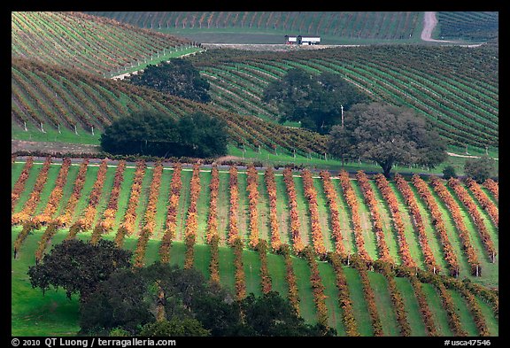 Oak trees and vineyard. Napa Valley, California, USA (color)