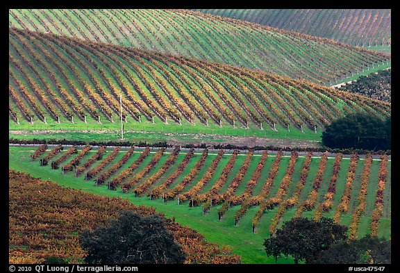 Hillside with rows of vines. Napa Valley, California, USA (color)