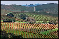 Wine country scenery in Carneros Valley. Napa Valley, California, USA (color)