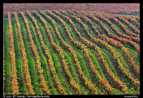 Rows of wine grapes in fall colors. Napa Valley, California, USA