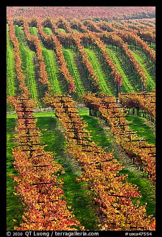 Vineyard with rows of vines in autumn. Napa Valley, California, USA