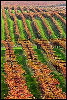 Vineyard with rows of vines in autumn. Napa Valley, California, USA (color)