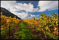 Rows of wine grapes with yellow leaves in autumn. Napa Valley, California, USA ( color)
