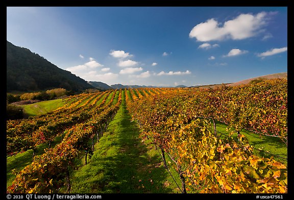Golden fall colors on grape vines in vineyard. Napa Valley, California, USA