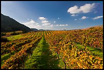 Golden fall colors on grape vines in vineyard. Napa Valley, California, USA ( color)