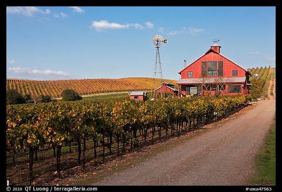 Red barn in vineyard. Napa Valley, California, USA (color)