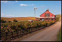 Red barn in vineyard. Napa Valley, California, USA (color)