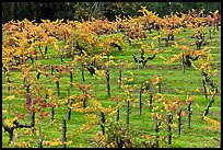 Vines on steep, terraced terrain, autumn. Napa Valley, California, USA ( color)
