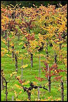 Wine grapes cultivated on steep terraces. Napa Valley, California, USA ( color)