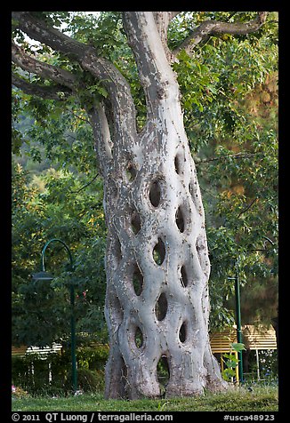 Basket tree formed by six Sycamores grafted together in 42 connections, Gilroy Gardens. California, USA (color)