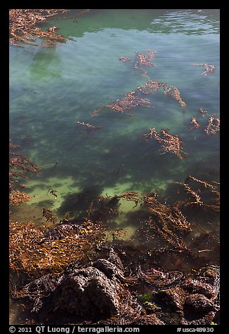 Kelp from above. Point Lobos State Preserve, California, USA