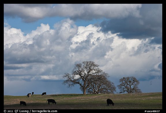 Cows, oak trees, and clouds. California, USA (color)