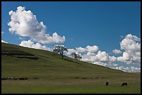 Hillside with clouds, trees, and cows. California, USA ( color)