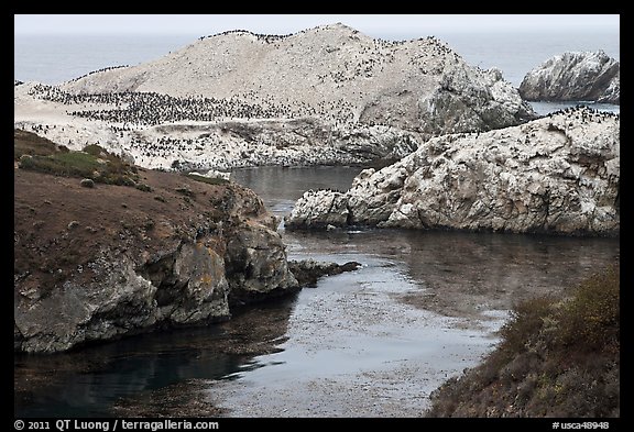 Fjord and rocks laden with birds. Point Lobos State Preserve, California, USA (color)
