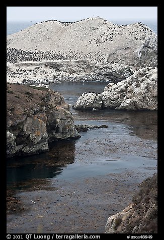 Rocks covered with seabirds. Point Lobos State Preserve, California, USA (color)