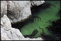 Green waters and kelp, China Cove. Point Lobos State Preserve, California, USA ( color)
