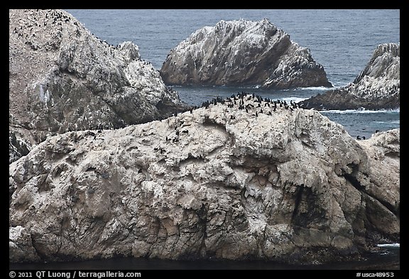 Bird island. Point Lobos State Preserve, California, USA