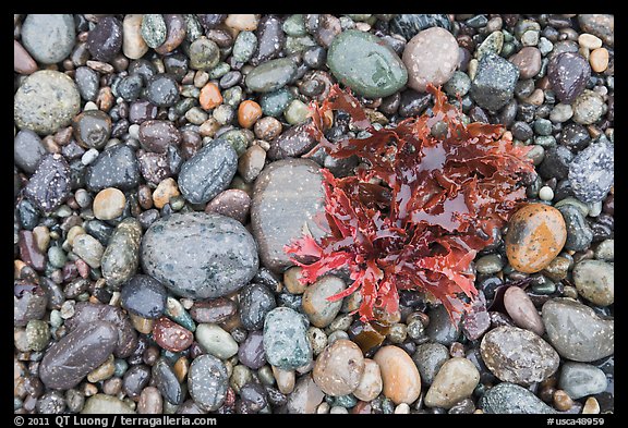 Wet pebbles and red algae. Point Lobos State Preserve, California, USA (color)