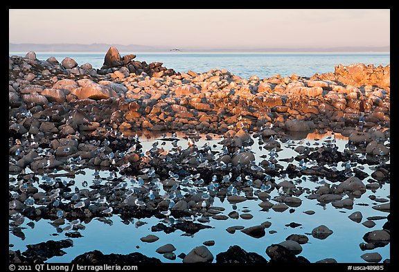 Seabirds and rocks at sunset. Pacific Grove, California, USA