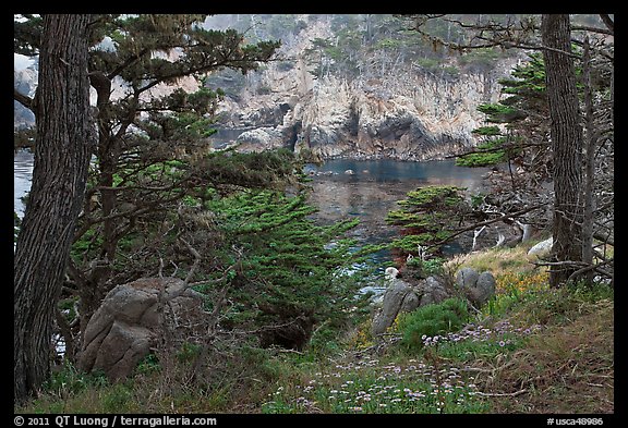 Cypress and wildflowers framing a cove. Point Lobos State Preserve, California, USA