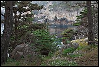 Cypress and wildflowers framing a cove. Point Lobos State Preserve, California, USA