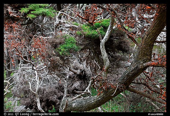 Monterey Cypress with carotene. Point Lobos State Preserve, California, USA