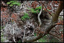 Monterey Cypress with carotene. Point Lobos State Preserve, California, USA (color)