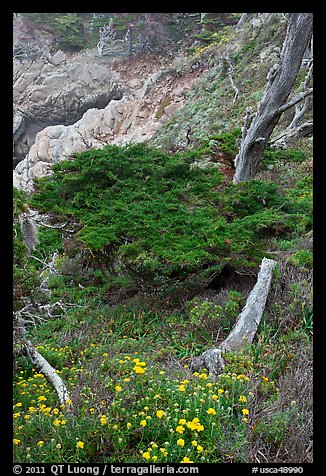 Flowers and cypress. Point Lobos State Preserve, California, USA (color)