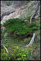 Flowers and cypress. Point Lobos State Preserve, California, USA ( color)