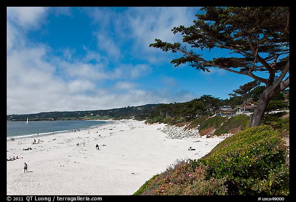 Carmel Beach and cypress. Carmel-by-the-Sea, California, USA (color)