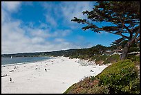 Carmel Beach and cypress. Carmel-by-the-Sea, California, USA (color)