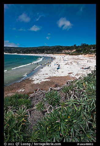 Carmel Beach with foreground of shrubs. Carmel-by-the-Sea, California, USA