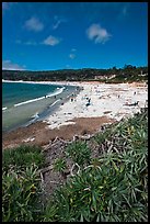 Carmel Beach with foreground of shrubs. Carmel-by-the-Sea, California, USA (color)