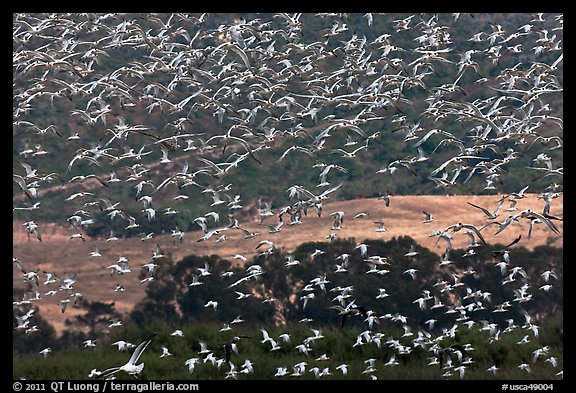 Flock of birds in flight. Carmel-by-the-Sea, California, USA